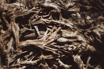 Texture of very old root of the tree in the jungle, bali.