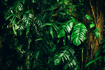 Wild tropical plants. Perfect deep green background.