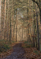 Autumn Forest Path with Bare Trees and Fallen Leaves in Soft Light