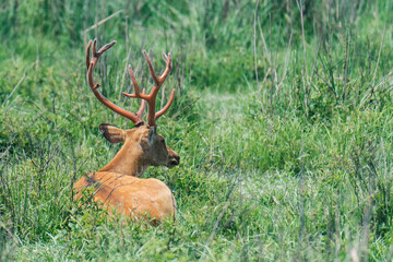 Eastern swamp deer male