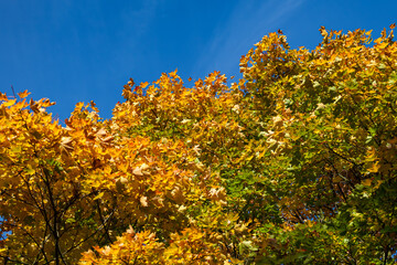 Naklejka premium Autumn Tree Canopy Against Clear Blue Sky