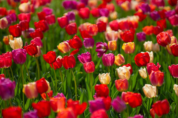 Obraz premium Tulips form a vivid spring background with flowers. Tulips as colorful spring background flowers. Tulips show multicolored spring beauty. Tulips as a floral background.