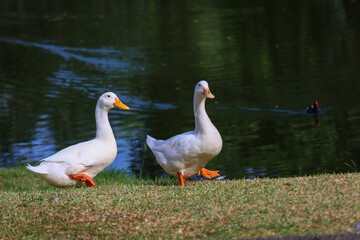 Pair of White Ducks Strolling Along a Grassy Lakeside