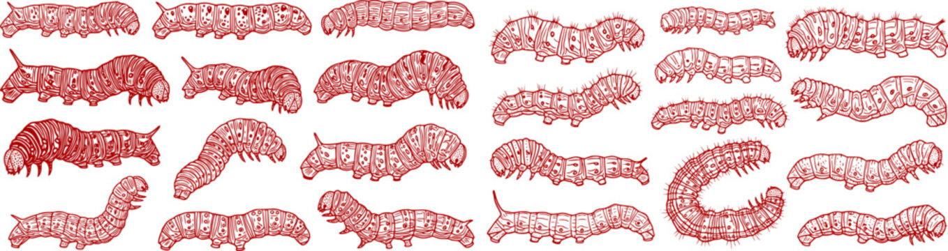 Caterpillar silhouettes collection, worm insect species, crawling larvae, entomology art, vector illustration, nature design, wildlife icon, garden pest, bug pattern, segmented body 