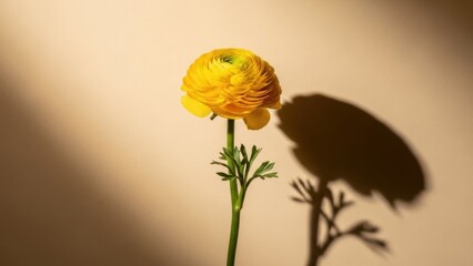 Beautiful yellow ranunculus flower in warm sunlight with shadow