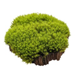 Vibrant Green Mossy Mound On Dark Wood Base Natural Flora Element Isolated On White Background Studio Shot Lush Vegetation