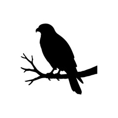 Obraz premium Hawk branch silhouette icon vector illustration on white background