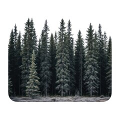 A dense forest of tall evergreen trees stretches across the frame, with a frosted ground visible at the base. The natural outdoor scene is captured during daytime.