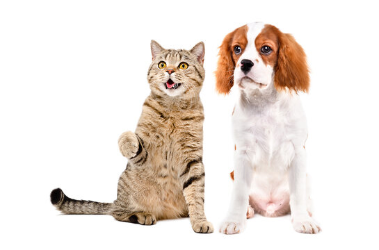 Playful Scottish Straight cat and cute Spaniel puppy sitting  together, looking up, isolated on white background