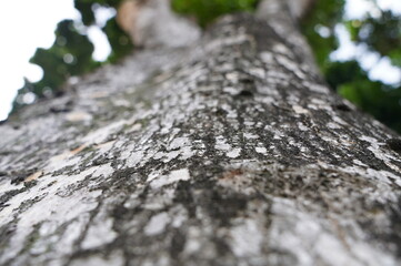 The tree trunk is covered in green moss and is textured