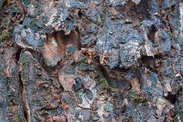 Close-Up of Rough, Dark Brown Tree Bark Texture