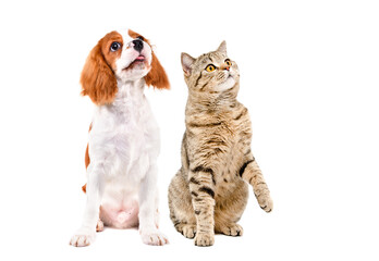 Cute Spaniel puppy and Scottish Straight cat sitting  together, looking up, isolated on white background
