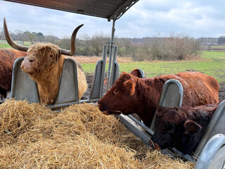 Highland cows feeding at agricultural livestock farm.