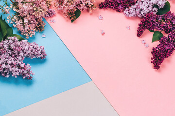 Violet and pink lilac flowers on multicolored trendy pastel background, flat lay style. Place for your text.