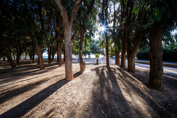 Sunburst Through Eucalyptus Grove at Torres Beach