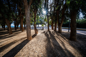 Sunlit Path Through Eucalyptus Trees at Torres Beach