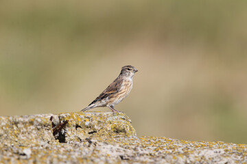 A female common linnet (Linaria cannabina) sits on a concrete base against a blurred background