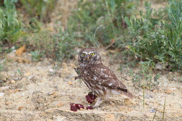 Fototapeta premium An adult little owl (Athene noctua) is photographed close-up sitting on a clay cliff with a lizard and beef for chicks in its beak.