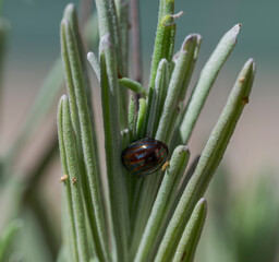 A Chrysolina americana beetle is feeding on lavender leaves. The image captures the insect's metallic striped shell and the texture of the plant's foliage in detail. 