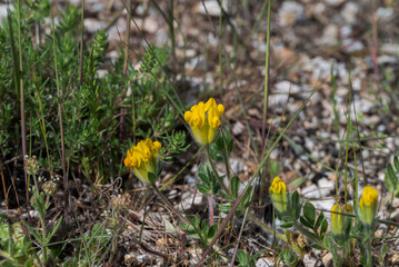 Anthyllis lotoides flowers with yellow petals and hairy green sepals are shown in close-up. It is an Iberian-Maghrebian endemic species that grows in more or less ruderal grasslands