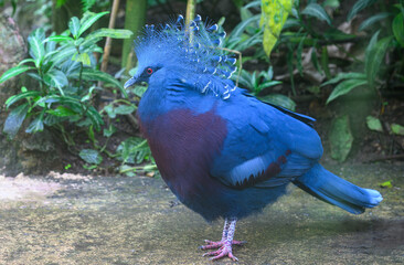 Goura de Victoria ou pigeon Mambruk