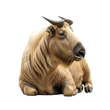 Adult takin laying down resting isolated on transparent background