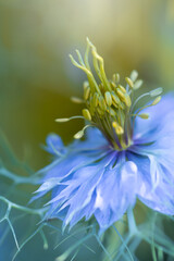 Nigella (Nigella damascena) flower in spring garden, background for design, wallpaper, floral motif