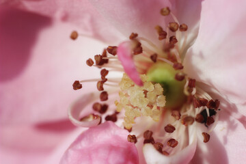 Close-up of pink rose flower stamens and pollen, floral wallpaper or background, design pattern
