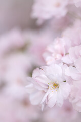 Pink cherry blossom flowers (Prunus serrulata Amanogawa) in spring garden, floral wallpaper or  background for design