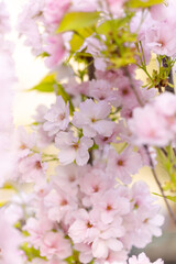 Pink cherry blossom flowers (Prunus serrulata Amanogawa) in spring garden, floral wallpaper or  background for design