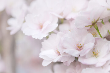 Pink cherry blossom flowers (Prunus serrulata Amanogawa) in spring garden, floral wallpaper or background for design