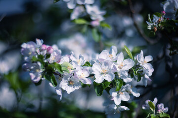 Obraz premium Delicate white flowers of a blossoming apple tree on a branch in a spring garden, a natural wallpaper or background with a floral motif