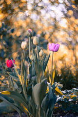 Colorful blooming tulip flowers in spring garden, floral wallpaper or background, design pattern