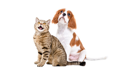 Curious Scottish Straight cat and Spaniel puppy sitting  together, looking up, isolated on white background