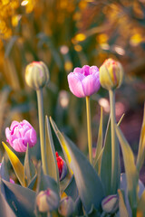 Colorful blooming tulip flowers in spring garden, floral wallpaper or background, design pattern