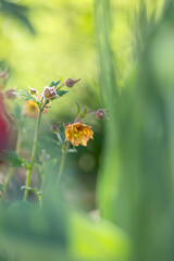 Orange Geum Mai Tai flowers blooming in spring garden, floral wallpaper or background, floral pattern for design