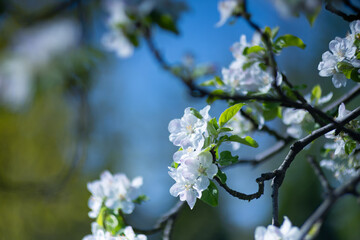 Obraz premium Delicate white flowers of a blossoming apple tree on a branch in a spring garden, a natural wallpaper or background with a floral motif