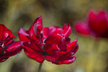 Burgundy blooming tulip flowers in spring garden, floral wallpaper or background, design pattern