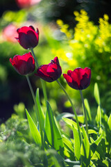 Burgundy blooming tulip flowers in spring garden, floral wallpaper or background, design pattern