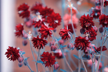 Blooming common columbine flowers (Aquilegia vulgaris) in a spring garden, natural floral wallpaper or background with a floral motif