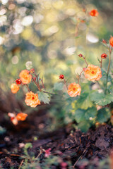 Orange Geum Mai Tai flowers blooming in spring garden, floral wallpaper or background, floral pattern for design