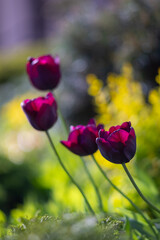 Burgundy blooming tulip flowers in spring garden, floral wallpaper or background, design pattern
