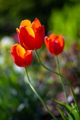 Red blooming tulip flowers in spring garden, floral wallpaper or background, design pattern