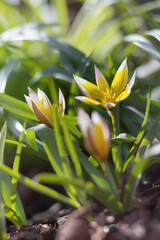 Yellow blooming tulip flowers in spring garden, floral wallpaper or background, design pattern