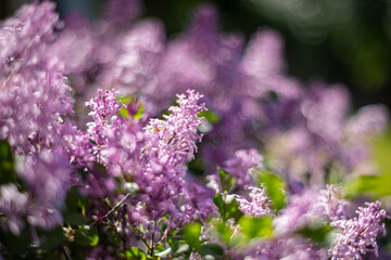Lilac flowers in the spring garden, background for design, wallpaper, floral motif
