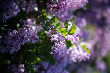 Lilac flowers in the spring garden, background for design, wallpaper, floral motif
