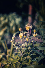 Blooming common columbine flowers (Aquilegia vulgaris) in a spring garden, natural floral wallpaper or background with a floral motif