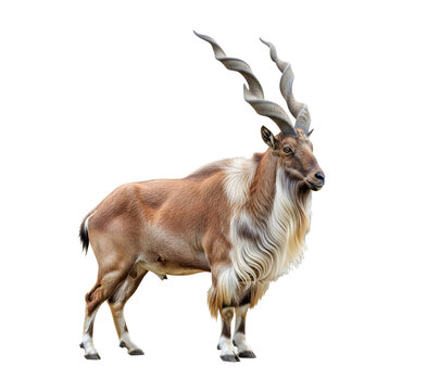 Majestic markhor wild goat side view isolated digital render