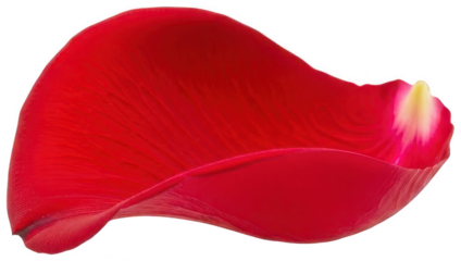 A vibrant, crimson-red rose petal, crafted with a delicate, organic texture and exhibiting subtle veining details, gently curves and folds in a natural, slightly, isolated on transparent background.