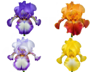 Four vibrant iris flowers in full bloom isolated on transparent background
